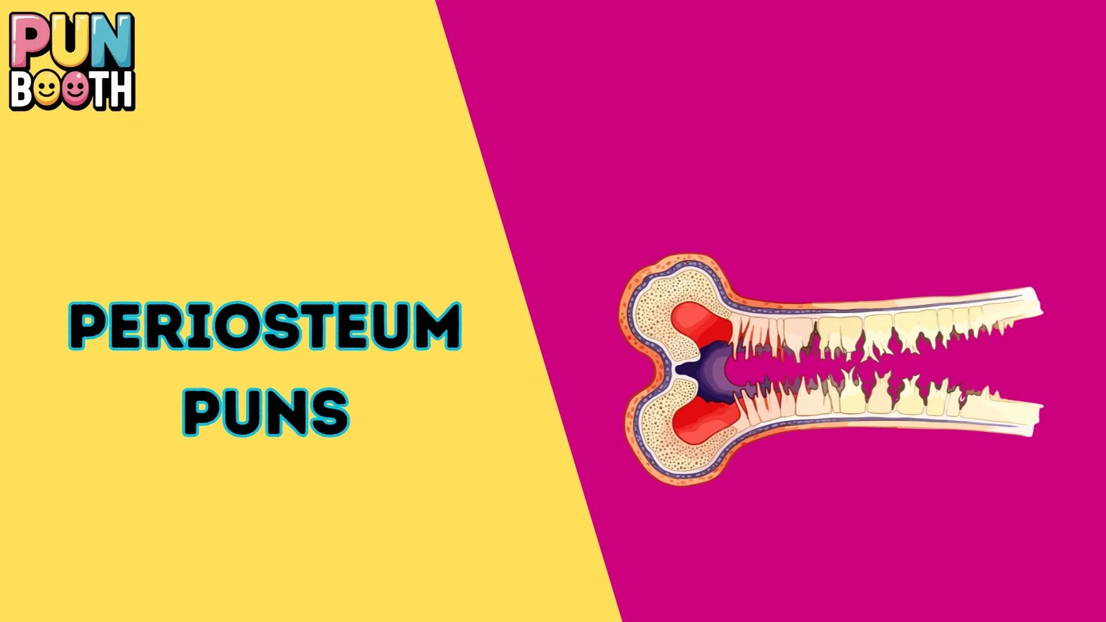 Periosteum Puns