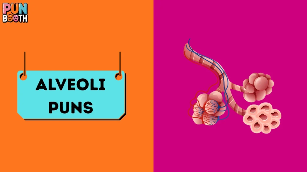 Alveoli Puns